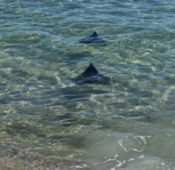 stingray-2928078_1920